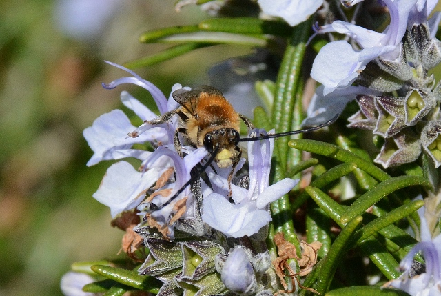 Maschio di Eucera?  S, Eucera sp. (Eucera nigrescens o longicornis)